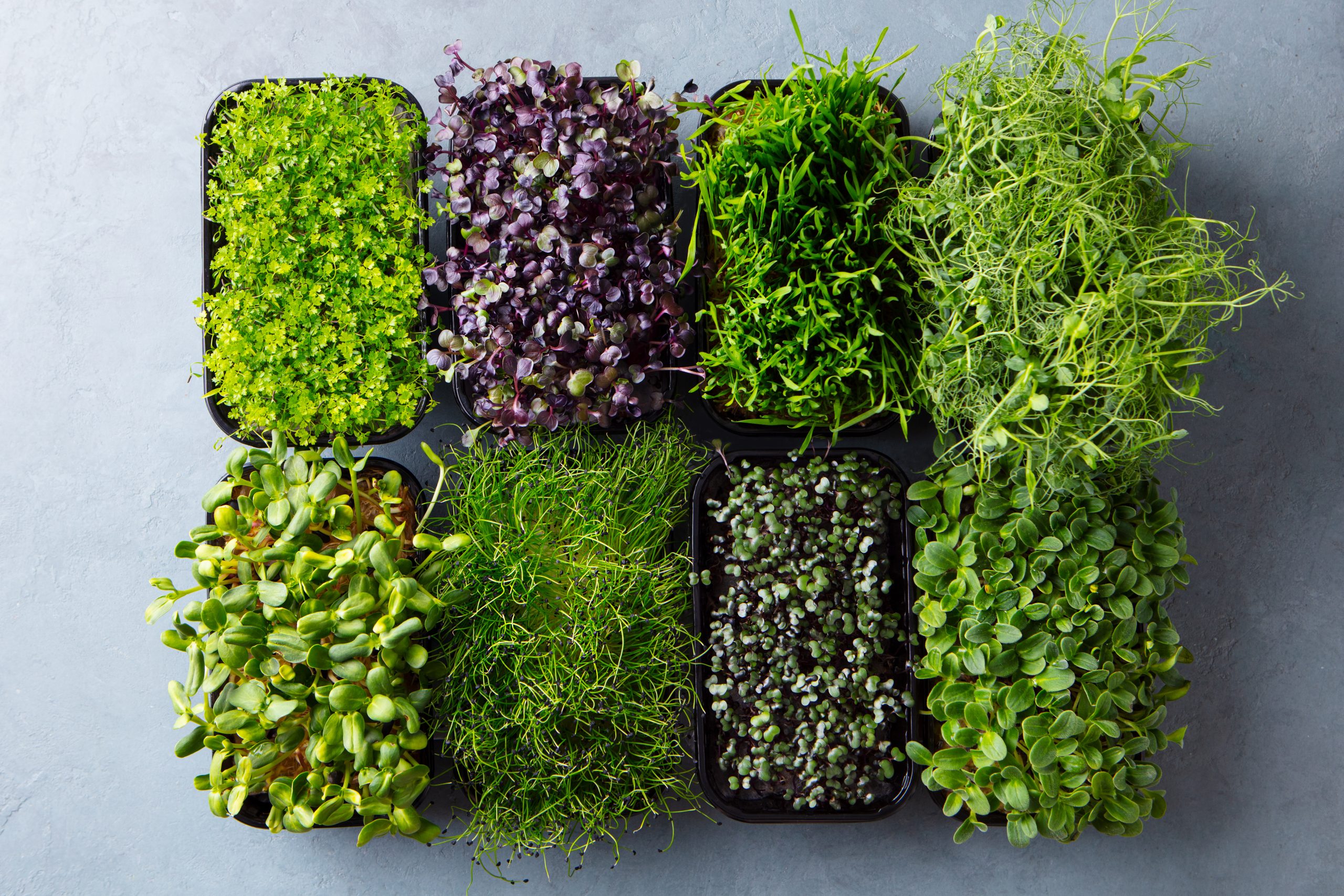 Trays of micro herbs including pea shoots, radish, cress and sunflower shoots